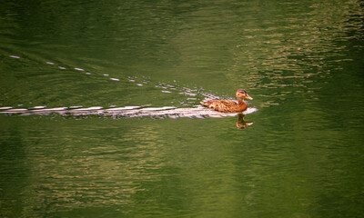 Duck Swimming in Green Water in Late Afternoon, Reflected, Making a V-shaped Wake