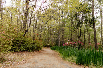 Beautiful landscape with cypress trees with Spanish moss, flowering azalea bushes, lilies, aerial roots on a spring day. Beautiful landscape design. Cypress Garden, Charleston, South Carolina, USA