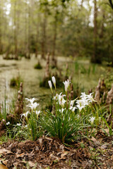 Beautiful landscape with cypress trees with Spanish moss, flowering azalea bushes, lilies, aerial roots on a spring day. Beautiful landscape design. Cypress Garden, Charleston, South Carolina, USA