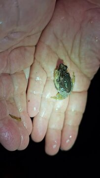 Spring peepers chorus frogs held in hand at night with flashlight light at naturalist outing