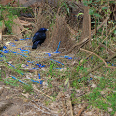 Satin Bowerbird, NSW, Australia