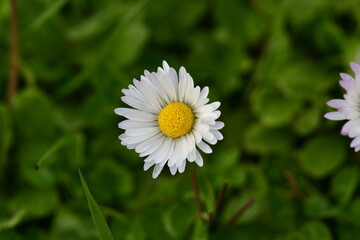 Osteospermum akila daisy white Flowers