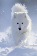 Fototapeta premium A white dog is running through the snow