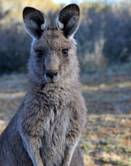 Kangaroo Joey