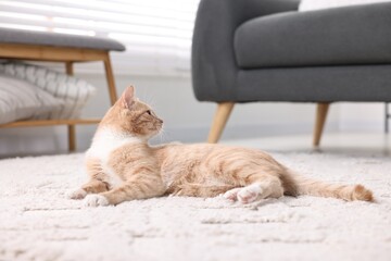 Cute ginger cat lying on floor at home - obrazy, fototapety, plakaty