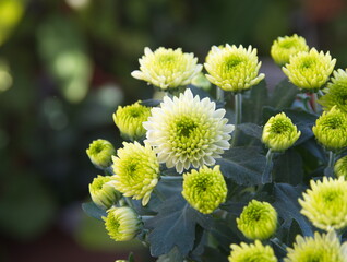 Miniature chrysanthemums with unique green flowers, autumn blossom plant