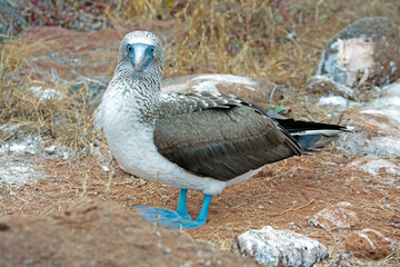 blue footed boobie bird standing