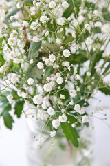 Floral bouquet of white  Gypsophila muralis, annual gypsophila, cushion baby's-breath and low baby's-breath, 