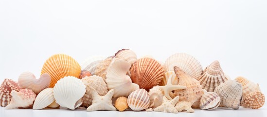 A stack of natural sea shells on a pristine white surface, perfect for macro photography or as a stylish fashion accessory. Can also be used as ingredients for cuisine or decorative dish at an event