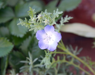 Nemophila menziesii  "Baby blue eyes" in bloom