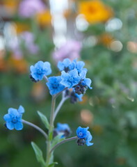Cynoglossum amabile - Chinese forget-me-not, ornamental plant with blue flowers