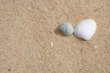 Close-up of seashells on a summer beach