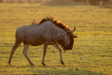 A single wildebeest in the golden evening light in Botswana, Africa
