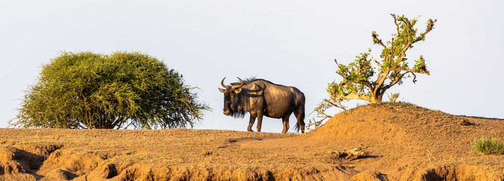 Wildebeest standing high on a hill in Botswana, Africa