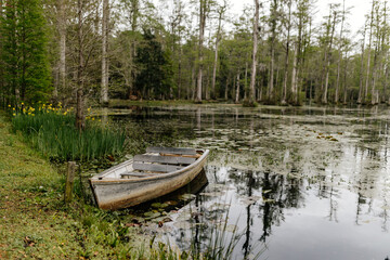 Beautiful landscape with cypress trees with Spanish moss, flowering azalea bushes, lilies, aerial roots on a spring day. Beautiful landscape design. Cypress Garden, Charleston, South Carolina, USA