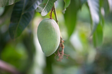 Mango fruit on the tree in the garden with blur background.