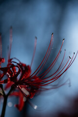 Red spider lily(曼珠沙華)