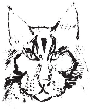 Portrait of mainecoon cat. Illustration