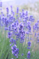Obraz premium Blossom of Lavender, Lavandula angustifolia, Lavandula officinalis 