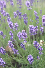 Blossom of Lavender, Lavandula angustifolia, Lavandula officinalis 