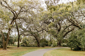 Landscape with a path in the forest with cypress trees with Spanish moss, flowering azalea bushes, lilies, aerial roots on a spring day. Beautiful landscape design. Charleston, South Carolina, USA