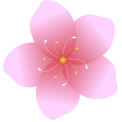 ,flower
,Korean flowers
,cherry blossoms
,Nature
,spring