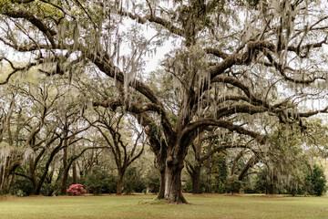 Landscape with a path in the forest with cypress trees with Spanish moss, flowering azalea bushes, lilies, aerial roots on a spring day. Beautiful landscape design. Charleston, South Carolina, USA