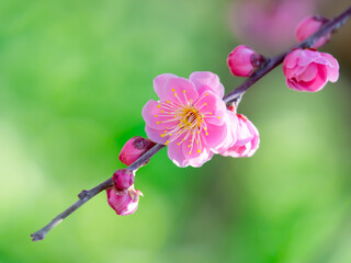 梅の花