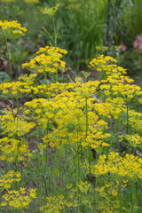 Flowering dill, garden of aromatic herbs, medicinal, spice plant