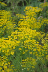 Fototapeta premium Flowering dill, garden of aromatic herbs, medicinal, spice plant