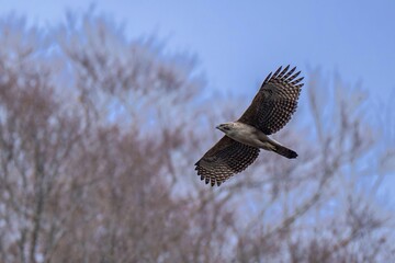 冬枯れの山をバックに悠然と飛ぶクマタカ幼鳥