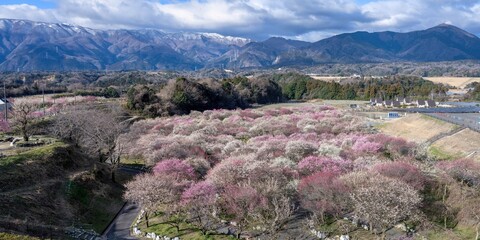 展望台から見下ろす満開のカラフルな梅の花に囲まれた公園のパノラマ情景