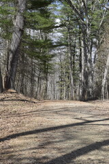 path in the woods