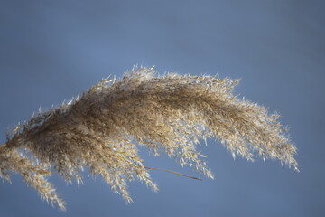 reeds in winter