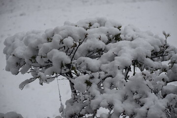 snow covered tree