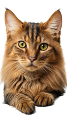 Obraz premium somali cat isolated on transparent background