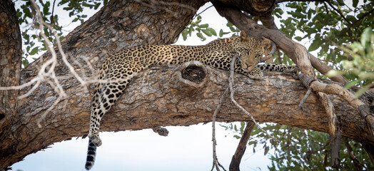 Leopard sitting in a tree in Botswana, Africa