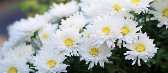 A close up of white flowers with yellow centers, belonging to the Daisy family. This terrestrial plant is commonly used in flower arranging and makes a beautiful houseplant