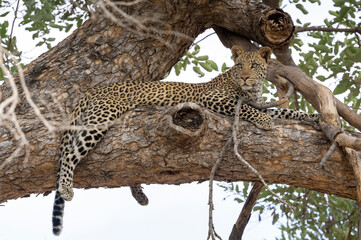 Leopard sitting in a tree in Botswana, Africa
