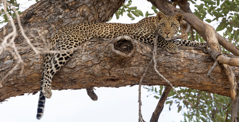 Leopard sitting in a tree in Botswana, Africa