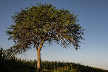 leafy tree with blue sky background and full moon