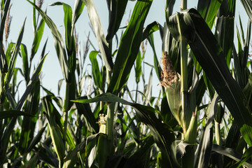 corn fields showing the agricultural industry and different pests and destruction