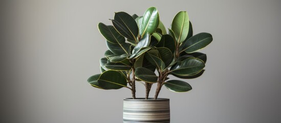 A houseplant with green leaves is placed in a flowerpot on a table, adding a touch of nature and beauty to the room