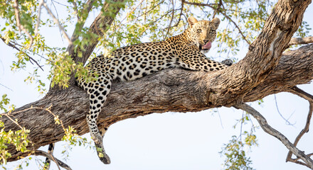 Leopard sitting in a tree in Botswana, Africa