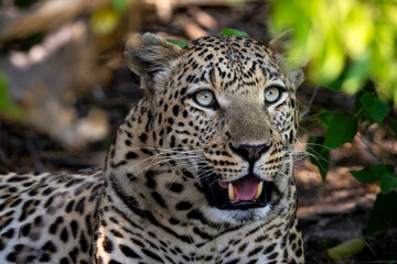 Leopard in Botswana, Africa