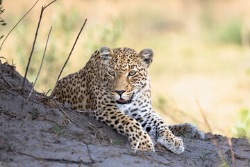 Leopard in Botswana, Africa