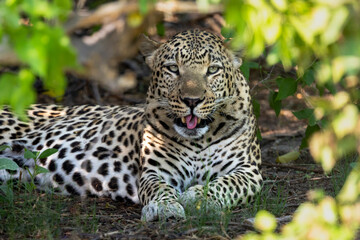 Leopard in Botswana, Africa