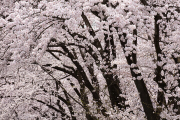 満開の桜並木