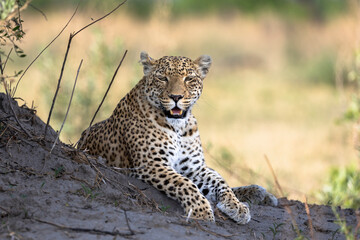 Leopard in Botswana, Africa