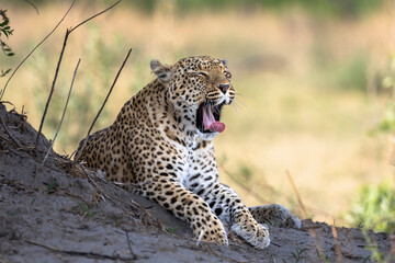 Leopard in Botswana, Africa